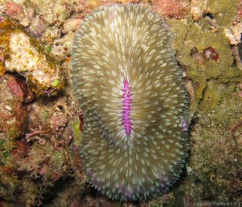 CotW: Fungia scutaria
