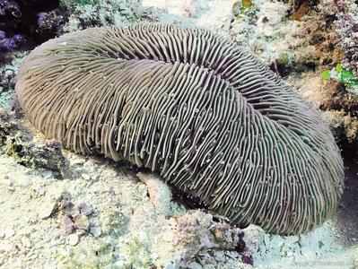Fungia seychellensis