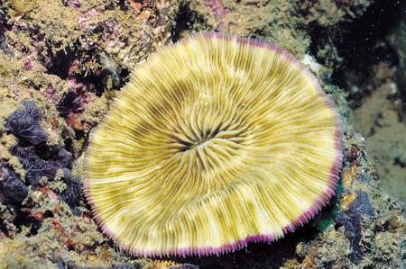 CotW: Fungia spinifer