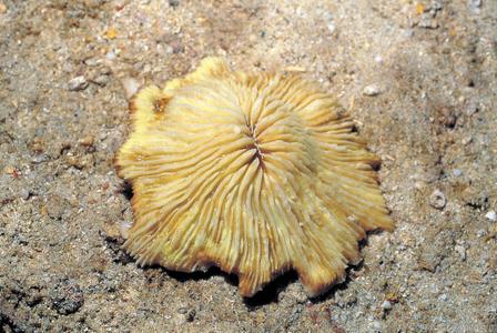 CotW: Fungia spinifer