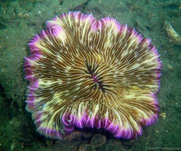 CotW: Fungia spinifer