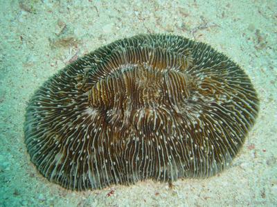 Fungia taiwanensis