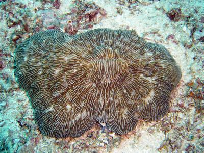 CotW preview: Fungia taiwanensis