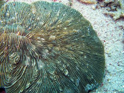 CotW: Fungia taiwanensis