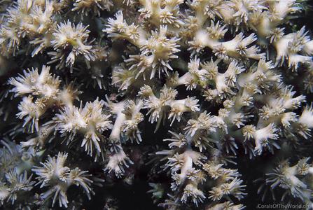 CotW preview: Galaxea acrhelia