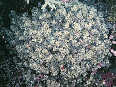 CotW preview: Galaxea acrhelia