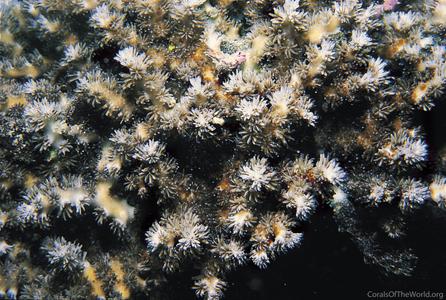 CotW: Galaxea acrhelia