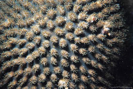 CotW preview: Galaxea astreata