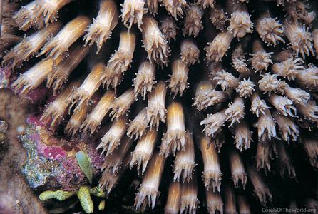 CotW: Galaxea astreata