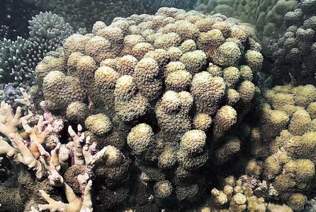CotW: Galaxea astreata