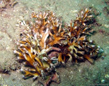 CotW preview: Galaxea cryptoramosa