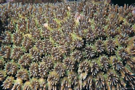 CotW: Galaxea fascicularis