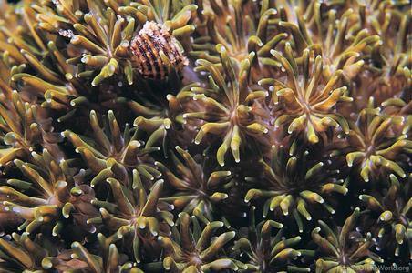 CotW: Galaxea fascicularis