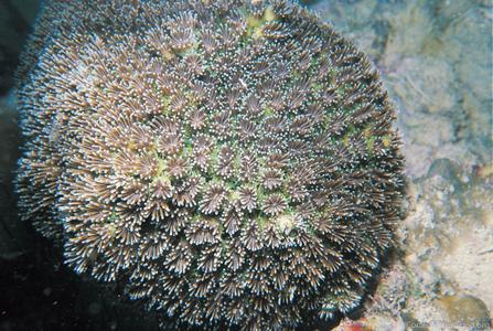 CotW: Galaxea fascicularis