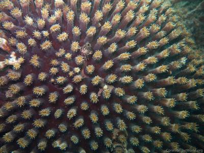 CotW: Galaxea fascicularis