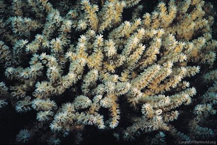 Galaxea horrescens