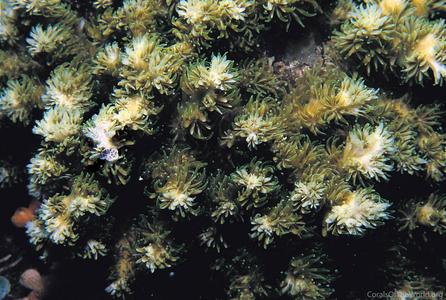 CotW: Galaxea horrescens