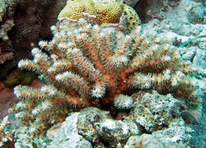 CotW: Galaxea horrescens