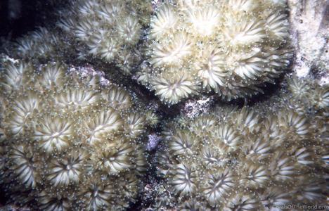 Galaxea lawisiana