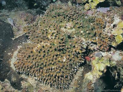 CotW: Galaxea longisepta