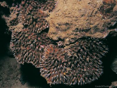 CotW: Galaxea longisepta