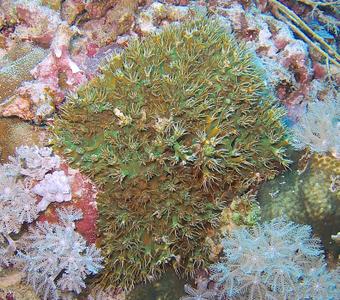 CotW: Galaxea longisepta