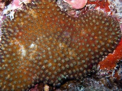 CotW: Galaxea paucisepta