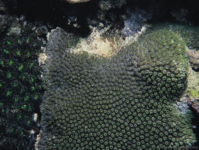 CotW: Galaxea paucisepta