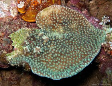 CotW: Galaxea paucisepta
