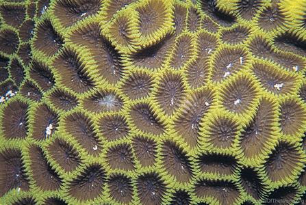 CotW preview: Goniastrea aspera