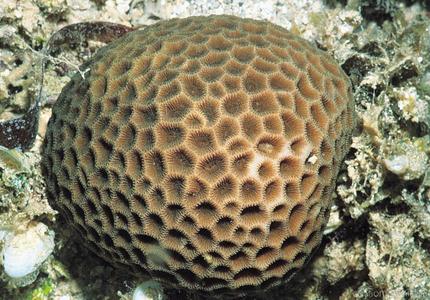 CotW: Goniastrea aspera