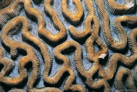 Goniastrea australensis