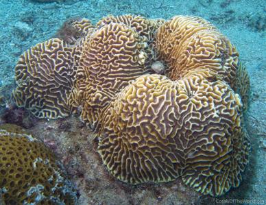 CotW preview: Goniastrea australensis