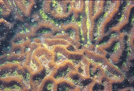 CotW: Goniastrea australensis