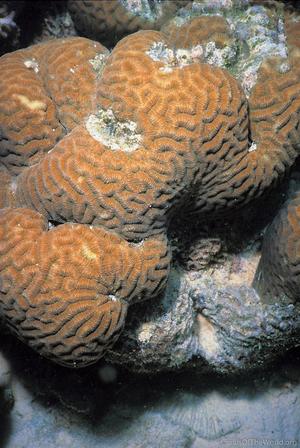 CotW: Goniastrea australensis