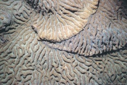 CotW: Goniastrea australensis