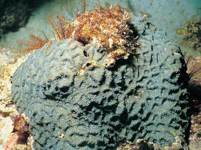 CotW: Goniastrea columella
