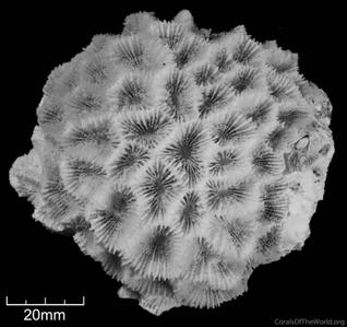 CotW: Goniastrea columella