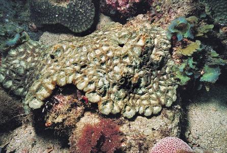 CotW preview: Goniastrea deformis