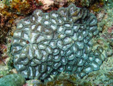 CotW: Goniastrea deformis