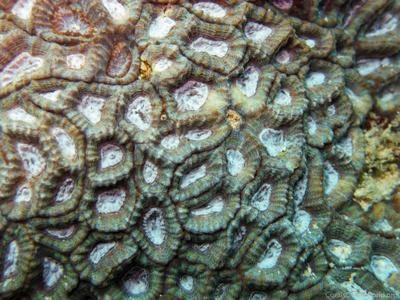 CotW: Goniastrea deformis