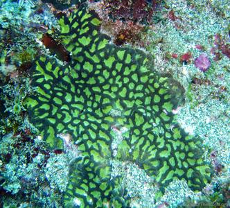 CotW: Goniastrea deformis