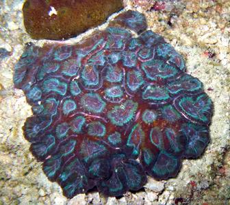 CotW: Goniastrea deformis
