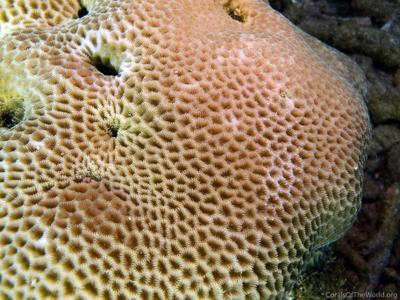 CotW: Goniastrea edwardsi