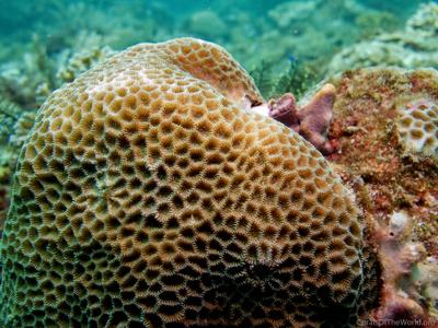 CotW: Goniastrea edwardsi