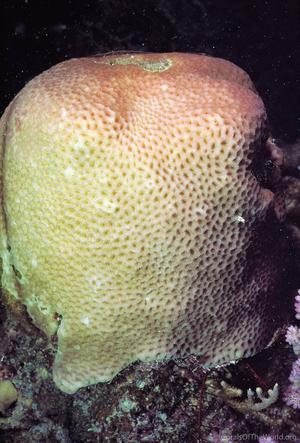 CotW: Goniastrea edwardsi