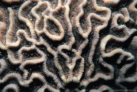 CotW: Goniastrea favulus