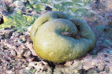 CotW: Goniastrea favulus