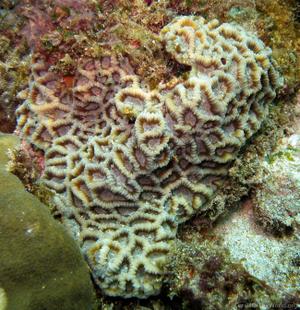CotW: Goniastrea favulus