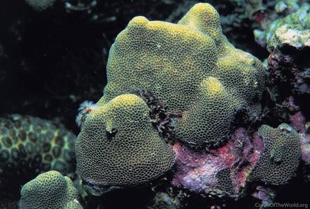 CotW preview: Goniastrea minuta